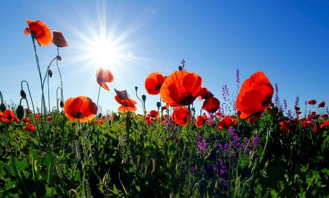 Symbolfoto: Ein Blumenfeld mit zahlreichen roten Mohnblumen im Fokus